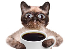 catcoffee225