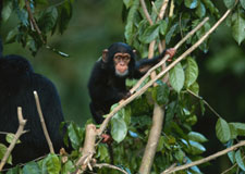 chimpanzee225