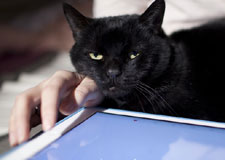 cat_ipad225