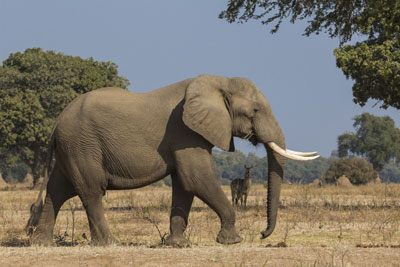 elephant_afrique400