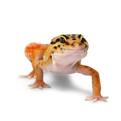 gecko400