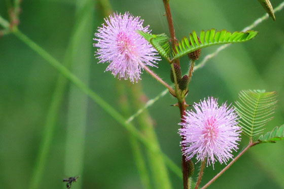 mimosa_pudica560