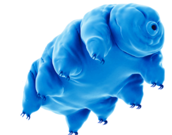 tardigrade560