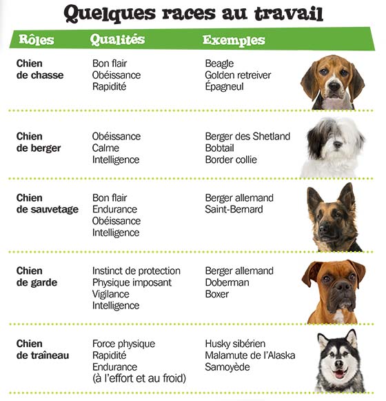 D'où vient le chien ?