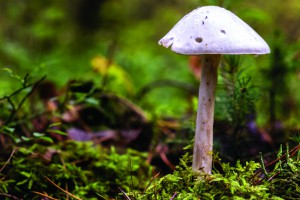 champignon amanite