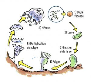 Invasion de méduses : faut-il s'inquiéter ?