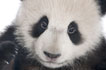 Vidéo : Bébés pandas