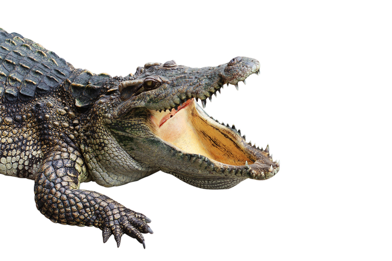 Maître croco, sur un arbre perché…