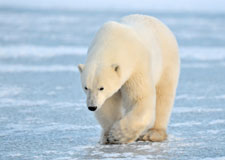 Les impacts du réchauffement pour l’ours polaire