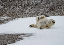 Habitat des ours polaires