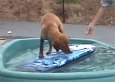 Le chien Ricochet à la rescousse !