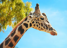 La girafe s’exprime