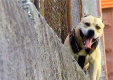 Un chien spécialiste du parkour