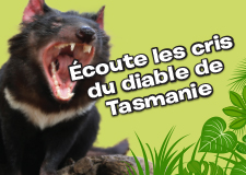 Viens écouter les cris du diable de Tasmanie ! 