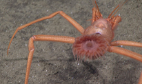 11 000 m sous les mers