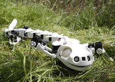 Pleurobot, le robot salamandre