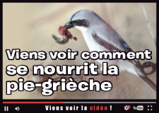 Viens voir comment se nourrit la pie-grièche