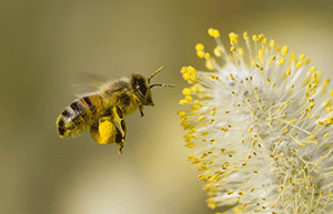 abeille qui s'en va butiner une fleur