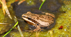 Le chant des grenouilles amplifié par des tuyaux - Les Débrouillards