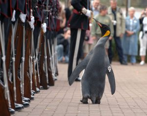 Un manchot dans la garde royale