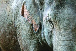 Laos : le royaume au million d’éléphants