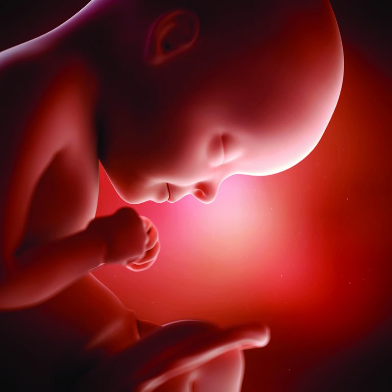 Signe Que Le Coeur Du Bébé Ne Bat Plus 10 faits surprenants sur le coeur - Les Débrouillards
