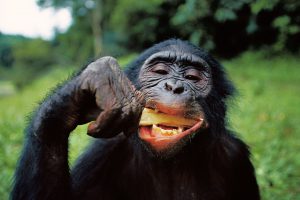 Quand la faim rend les animaux malins