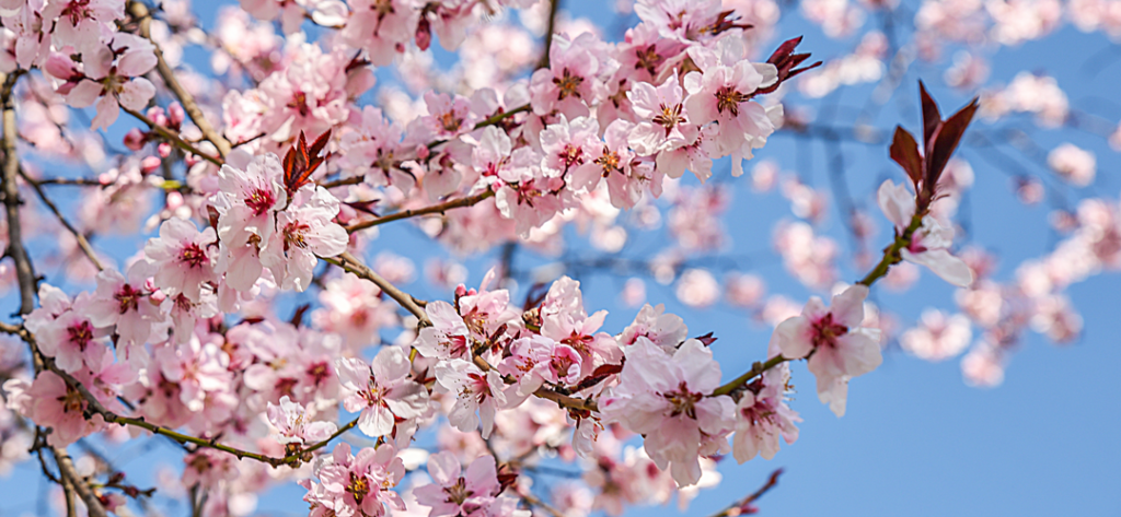 10 faits surprenants sur le printemps