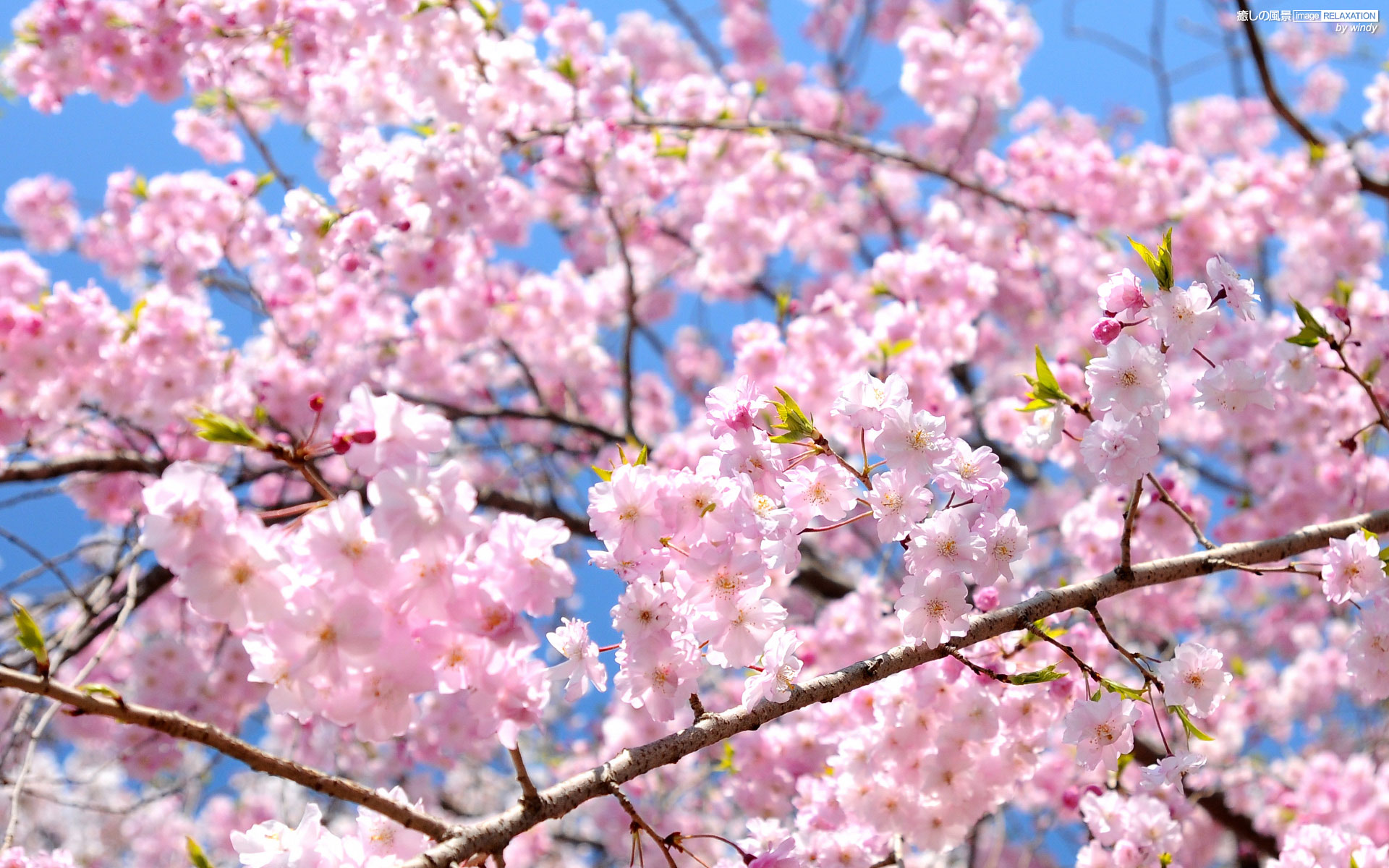 Sakura blossom. Черри блоссом. Черри блоссом Сакурай. Цветущая Сакура. Сакура фон.