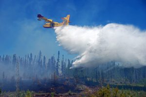 Feux de forêt, toujours nuisibles?