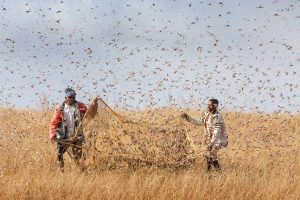 Les exploits des animaux migrateurs