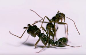 Fourmis « décapiteuses »