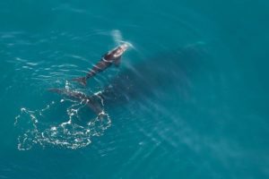 Le premier bébé baleine noire de la saison