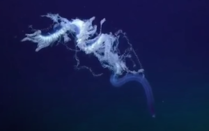 Le siphonophore, l’« animal » le plus long du monde !