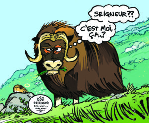 Le boeuf musqué : découvre le seigneur de la toundra !