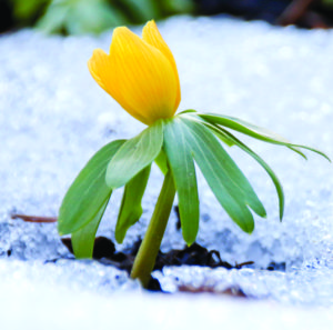 Qu’est-ce qui déclenche cette frénésie au printemps ?