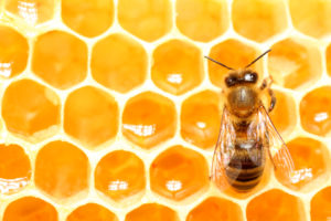 Comment les abeilles fabriquent du miel ?