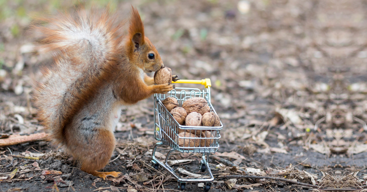 Écureuil mange des noix
