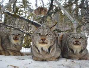 Monde animal : elles espionnent les lynx!