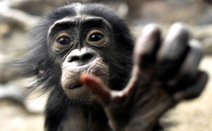 Bonobo