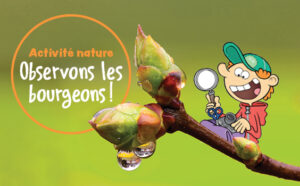 Activité nature : Observons les bourgeons