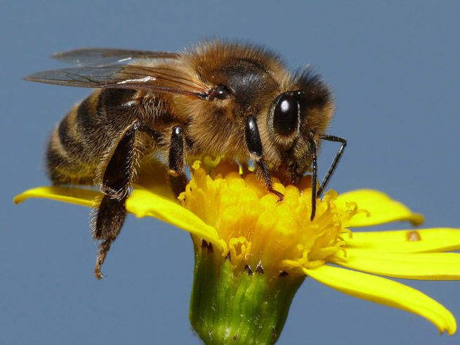 Un premier vaccin pour abeilles