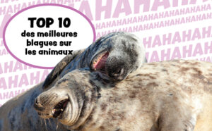 Nos 10 meilleures blagues sur les animaux