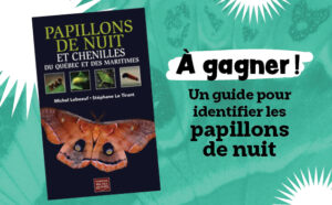 Concours : Gagnez un guide d’identification des papillons de nuit