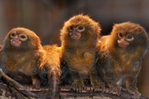 Des bébés ouistitis pygmées