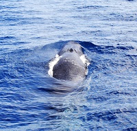 Sauvetage d’une baleine près de Tadoussac