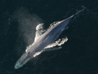 Le secret dans la cire d’oreille de baleines