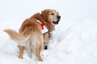 Chiens d’avalanche au travail